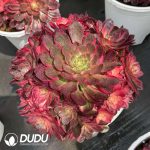 Aeonium Black Devil Variegated Clustering