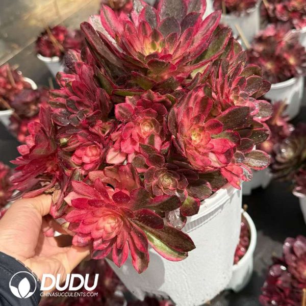 Aeonium Black Devil Variegated Clustering - Image 2