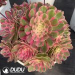 Aeonium Peacock Feather Old Stem Variegated Clustering