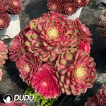 Aeonium Peacock Feather Old Stem Variegated Clustering