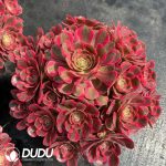 Aeonium Pink Girl Old Stem Variegated Clustering