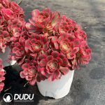 Aeonium Pink Girl Old Stem Variegated Clustering - Image 2