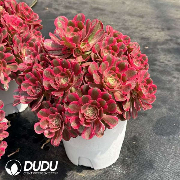 Aeonium Pink Girl Old Stem Variegated Clustering - Image 2