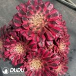 Aeonium Beauty Old Stem Variegated Clustering