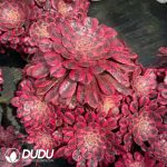 Aeonium Beauty Old Stem Variegated Clustering - Image 2