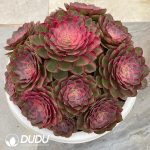 Aeonium Red Cat Variegated Clustering