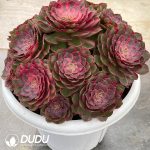 Aeonium Red Cat Variegated Clustering - Image 2