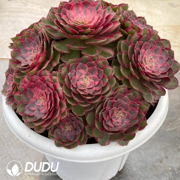 Aeonium Red Cat Variegated Clustering - Image 2