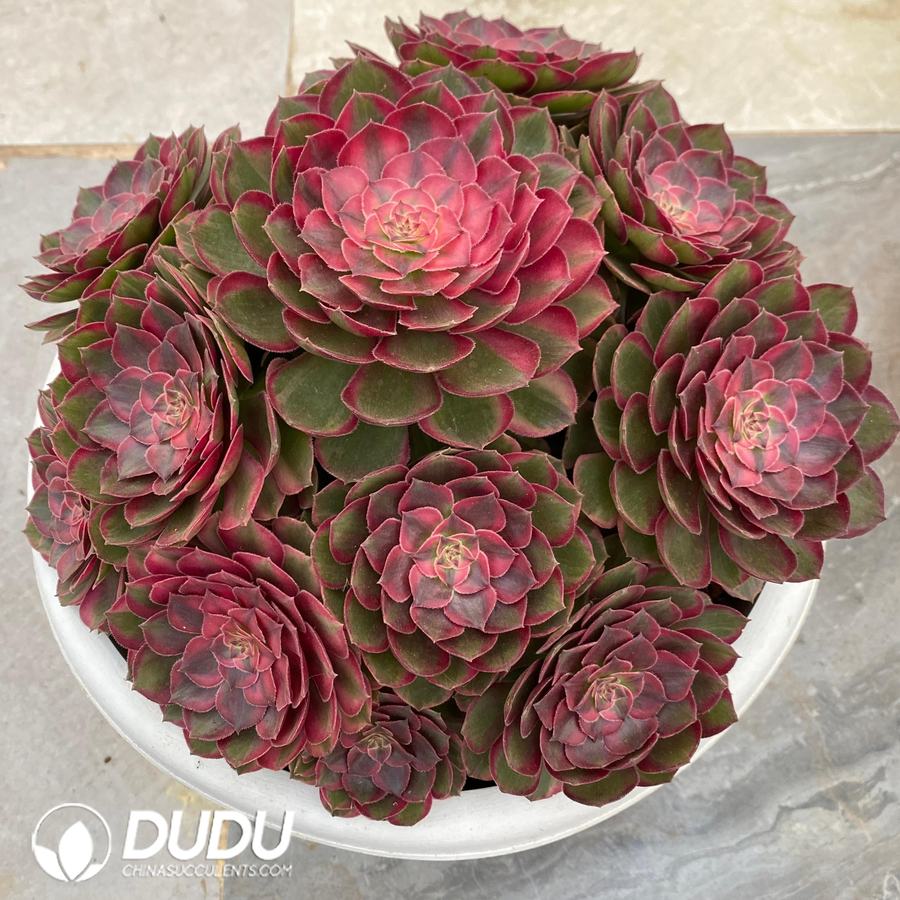 09404D230 Aeonium Red Cat Variegated Clustering - Image 1