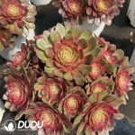 Aeonium Red Cat Variegated Clustering