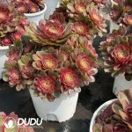 Aeonium Red Cat Variegated Clustering - Image 2