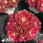 Aeonium Pink Witch Old Stem Variegated Clustering