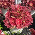 Aeonium Pink Witch Old Stem Variegated Clustering - Image 2