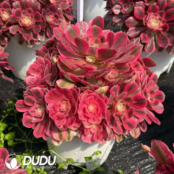 Aeonium Pink Witch Old Stem Variegated Clustering - Image 2