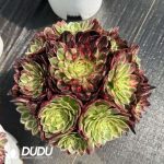 Aeonium Count's Hero Variegated Clustering
