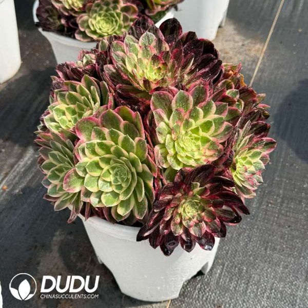 Aeonium Count's Hero Variegated Clustering - Image 2