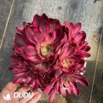 Aeonium As One Wishes Variegated Clustering