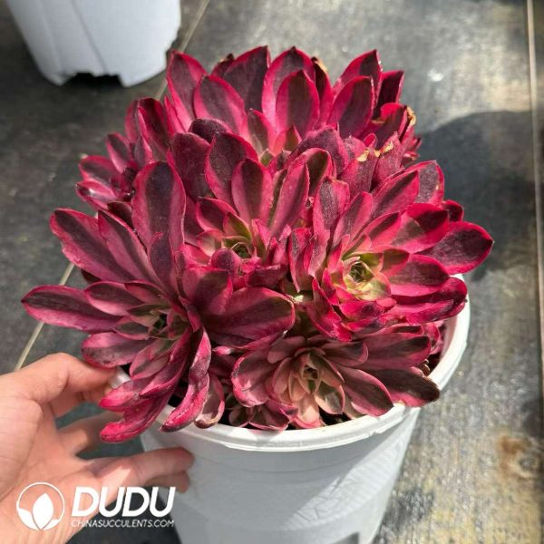 Aeonium As One Wishes Variegated Clustering - Image 2