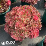 Aeonium God Old Stem Variegated Clustering
