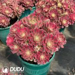 Aeonium God Old Stem Variegated Clustering - Image 2