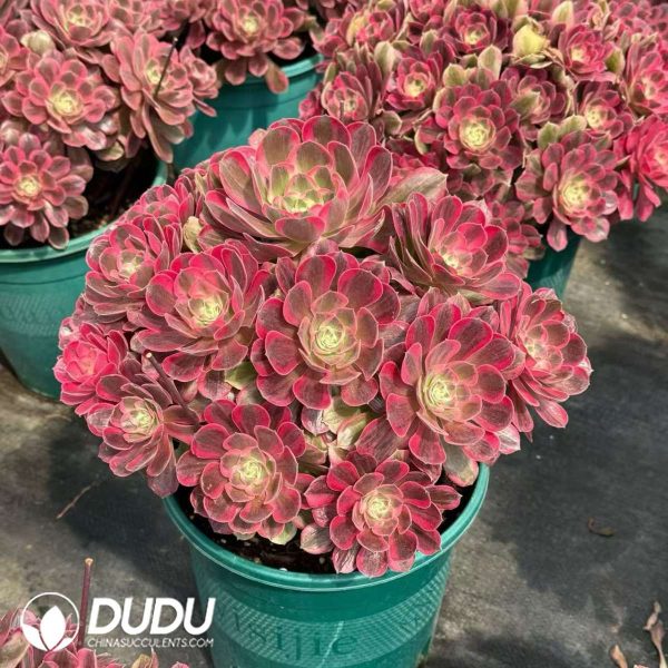 Aeonium God Old Stem Variegated Clustering - Image 2