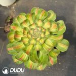 Aeonium Tyrant Variegated