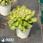 Aeonium Tyrant Variegated - Image 2