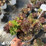 Aeonium pulidonis Cristata