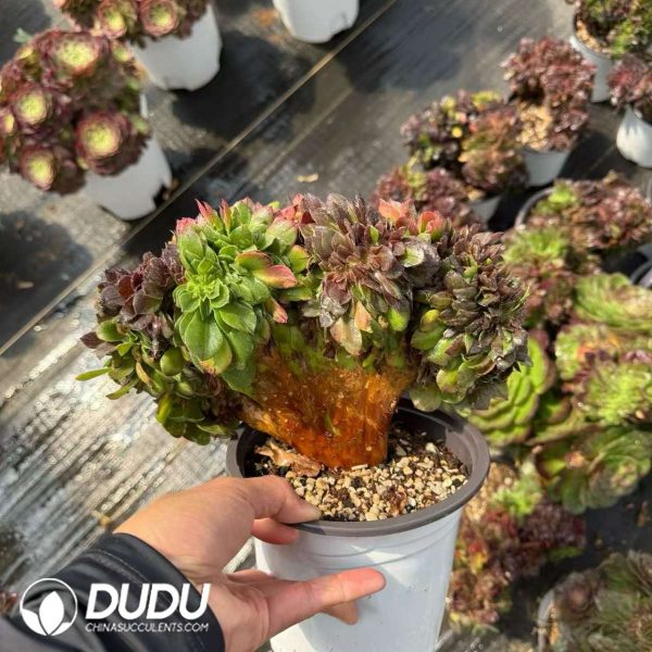 Aeonium pulidonis Cristata - Image 2