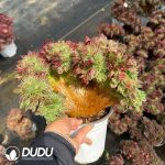Aeonium Pebble Rain Cristata