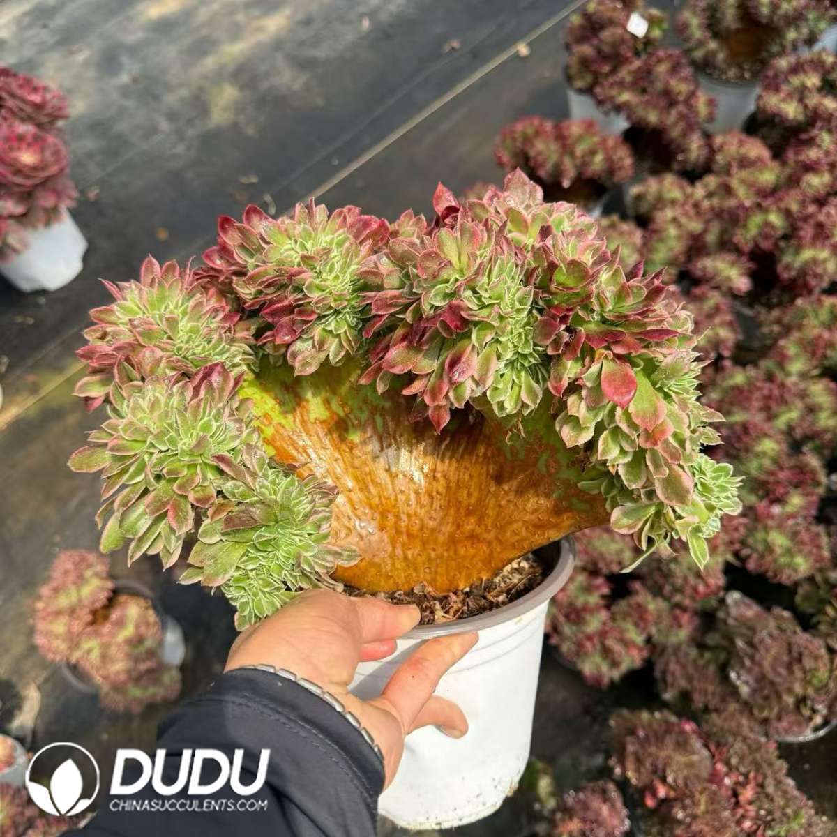 09411D280201.jpg Aeonium Pebble Rain Cristata - Image 1