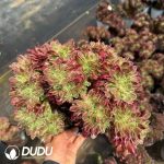 Aeonium Pebble Rain Cristata - Image 2