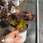 Aeonium Black Beauty Cistata
