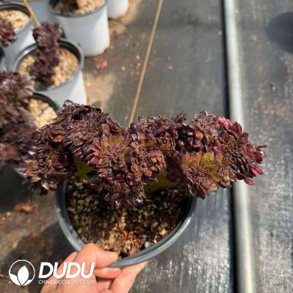 Aeonium Black Beauty Cistata - Image 2