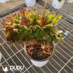 Aeonium Sakura Cristata - Image 2