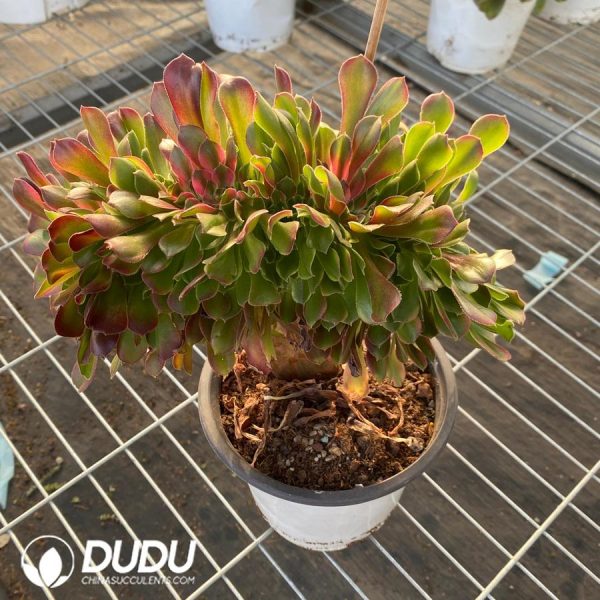 Aeonium Sakura Cristata - Image 2
