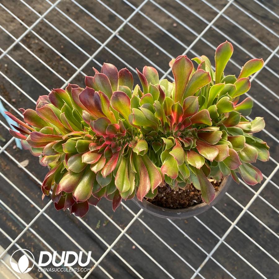 09413D250 Aeonium Sakura Cristata - Image 1