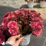 Aeonium Sakura Cristata