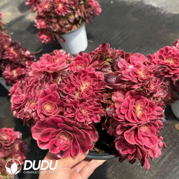 Aeonium Sakura Cristata - Image 2