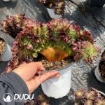 Aeonium Neptune Cristata