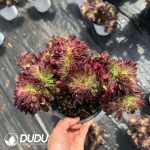 Aeonium Neptune Cristata - Image 2