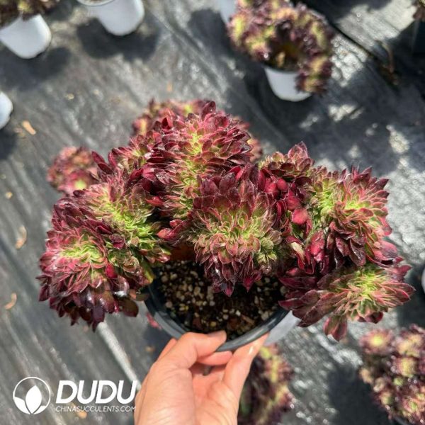 Aeonium Neptune Cristata - Image 2