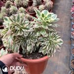 Aeonium Green Soul Cristata