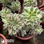 Aeonium Green Soul Cristata - Image 2