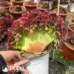 Aeonium Qingcheng Cristata