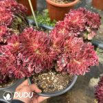 Aeonium Litchi Variegated Cristata