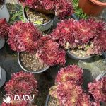 Aeonium Litchi Variegated Cristata - Image 2