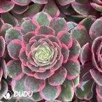 21pcs Aeonium Pink Crown Variegated Seedlings
