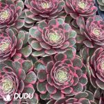 21pcs Aeonium Pink Crown Variegated Seedlings - Image 2