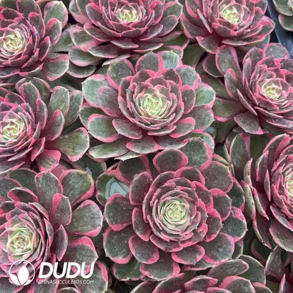 21pcs Aeonium Pink Crown Variegated Seedlings - Image 2